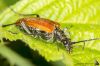  Anisorus quercus.jpg