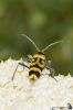 Chlorophorus varius 1.jpg