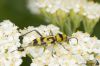 Chlorophorus varius.jpg
