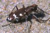 Cicindela-hybrida.jpg