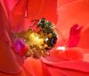 Copy-of-IMG_7483.jpg