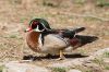 IMG_0205a-Edit.jpg