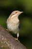 IMG_0260-Edit.jpg