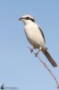 IMG_0336-Edit.jpg