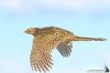 IMG_0546-Edit-Edit-Edit.jpg