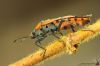 IMG_0633-Edit.jpg