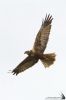 IMG_1465-Edit.jpg
