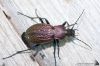 IMG_2422.jpg