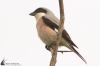 IMG_2961-Edit.jpg
