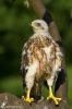 IMG_3376-Edit.jpg