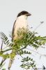 IMG_4041-Edit.jpg