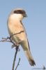 IMG_4288-Edit.jpg