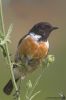 IMG_5366-Edit.jpg