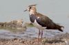 IMG_5810-Edit.jpg