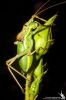 IMG_6210-Edit.jpg