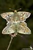 IMG_6347-Edit.jpg