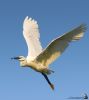 IMG_6523-Edit.jpg