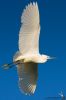IMG_6529-Edit.jpg