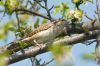 IMG_6790-Edit.jpg