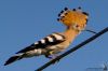 IMG_6947-Edit-Edit.jpg