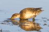 IMG_8733-Edit.jpg