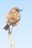 IMG_9006-Edit.jpg