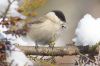 IMG_9792a-Edit.jpg
