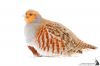 IMG_9903-Edit.jpg