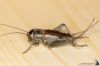 Melanogryllus desertus .jpg