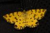 Pseudopanthera_macularia.jpg