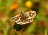 Pyrgus-malvae-1.jpg