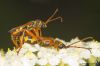 Stenopterus flavicornis.jpg