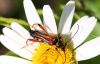 Stenopterus-rufus.jpg