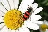 Trichodes-apiarus~0.gif