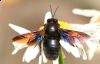 Xylocopa-violacea.jpg