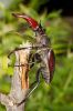 _MG_0021-Edit.jpg