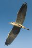 _MG_0121-Edit-Edit.jpg