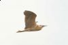 _MG_0576-Edit.jpg