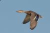 _MG_0723-Edit.jpg
