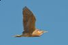 _MG_0796-Edit.jpg