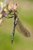 _MG_1020-Edit.jpg