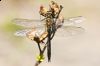 _MG_1026-Edit.jpg