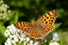 _MG_1065-Edit.jpg