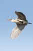 _MG_1106-Edit.jpg