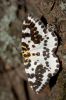 _MG_1349-Edit~0.jpg
