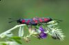 _MG_1483-Edit.jpg