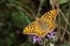 _MG_1512-Edit.jpg