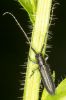 _MG_1517w.jpg