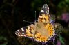 _MG_1526-Edit.jpg
