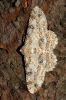 _MG_1550-Edit.jpg